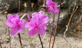 映山红树苗 映山红树苗